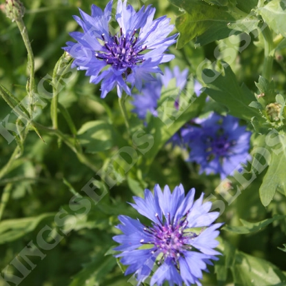 Picture of Wild Cornflower (Centaurea cyanus)